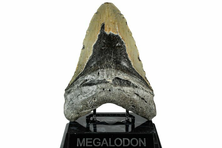 Bargain, Fossil Megalodon Tooth - Serrated Blade #308231